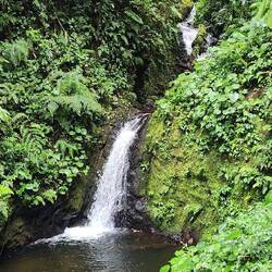 At the highest point of the falls, even with the log in the water was the hummingbird and nest