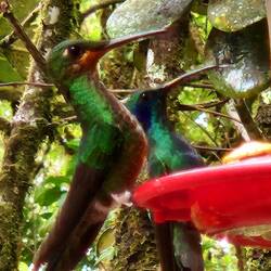 2 beauties in the hummingbird gallery