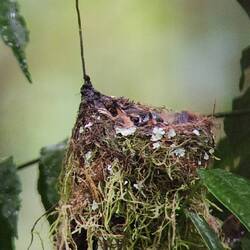 Can you see the 2 babies in this nest?