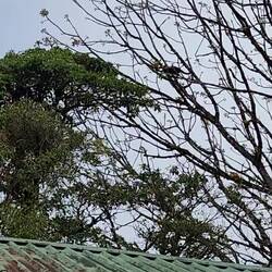 The howler monkeys only howl in the mornings. You will see a momma with her baby in this video