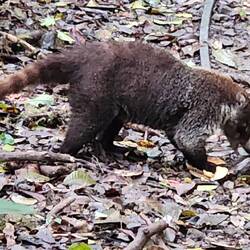 A Kawati eating fruit from the forest