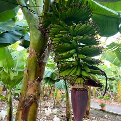 Im Garten des Bananenmuseums - Casa de los plátanos