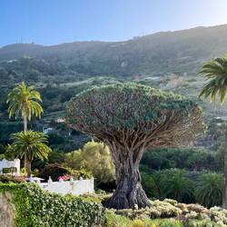 DAAAAAS ist der Drachenbaum!!