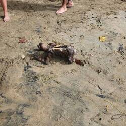 The sloth we worried about trying to get back to a tree