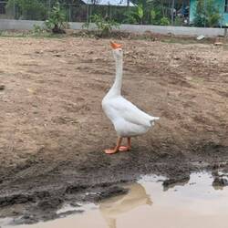 This guy chased our car