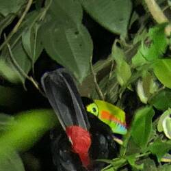 The only toucan we saw in the wild