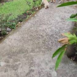 Playful ecolodge pups