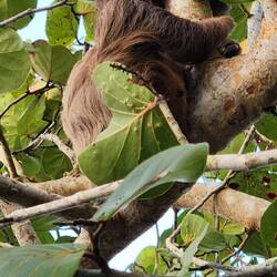 Our first up close and personal sloth