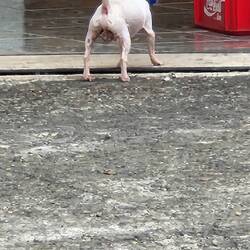 A chihuahua with attitude