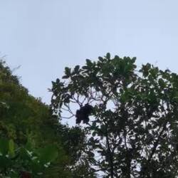 Howler monkeys