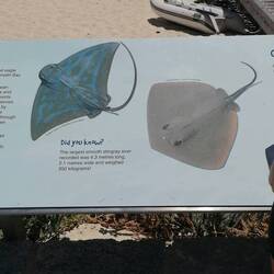 am Hamelin Bay kamen die Smooth Stingrays bis ans Ufer