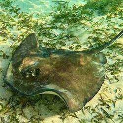 Southern Stingray