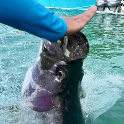 Tarpon feeding