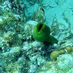 Moray Eel