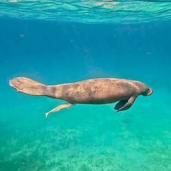 Manatee (aka Sea Cow)