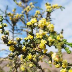 Die Trockenheit macht Farbe sehr selten 🥴