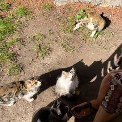 Nichts ist so vorwurfsvoll wie der Blick einer hungrigen Katze