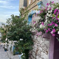 Suchbild: Wo ist die Katze?