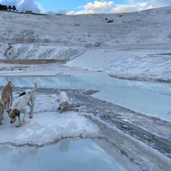 Und hier regieren die Hunde