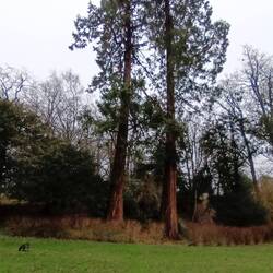 Nice to have space for Giant redwoods in ones garden