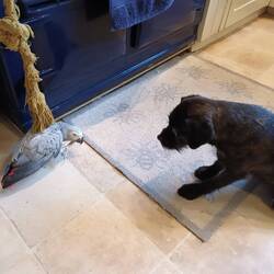 Bugsy stalking Purdy but will only go so close. Its a game