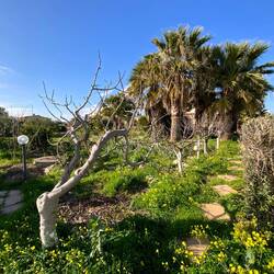Fig tree