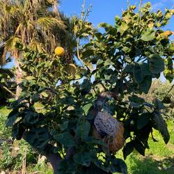 Grapefruit tree
