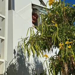 Direkt vor uns war ein Kolibribaum, die Blüten sahen aus wie gelbe Fresien