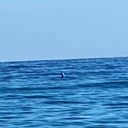 Seelöwen in der Ferne oder ein anderes Tier ??? Konnte ich nicht genau erkennen