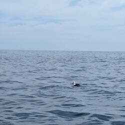 Big albatross chilling