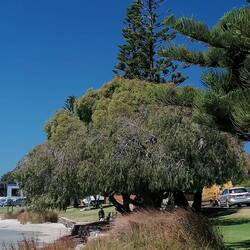 zu oberst sitzt ein Junvogel im Adlerhorst