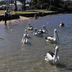 die Pelikane warten geduldig auf Futter vom Angler