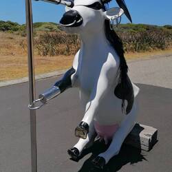 Sndenken an eine Cow-parade beim Leuchtturm (85 Köhe)