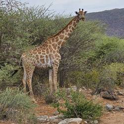 Giraffe am Wegesrand 🦒