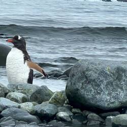 Gentoo Pinguin