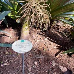 An dieser Palme kommt ein neuer Trieb heraus.