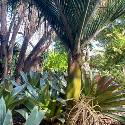 Im nächsten Foto ist der neue Trieb besser zu sehen.