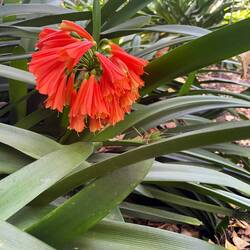 Kräftiges Rot leuchtet uns oft entgegen.