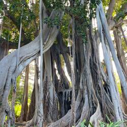 Luftwurzeln.Erklärung beim nächsten Bild.