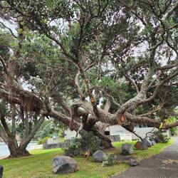 Pōhutukawa tree