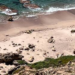 Hard to see but there are 4 sea lions huddled together