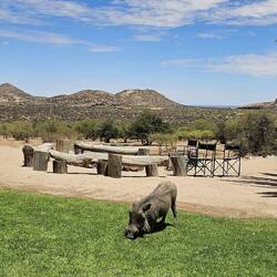Direkt vor der Lodge grasten Warzenschweine.