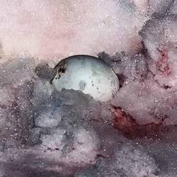 Dieses Ei wurde von einem Vogel gestohlen und ist aufgepeckt