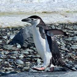 Zügelpinguin deshalb, weil sie einen schwarzen Streifen unter dem Kinn haben. Auf Englisch Chinstrap