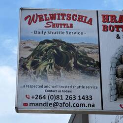 Die älteste Pflanze der Welt wächst hier in der Wüste