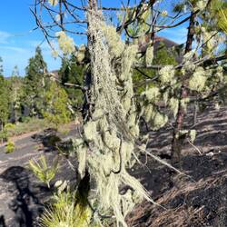 Die Flechten sind ganz spröde.