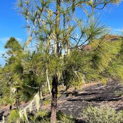 Flechten siedeln sich an den Kiefernästen an.