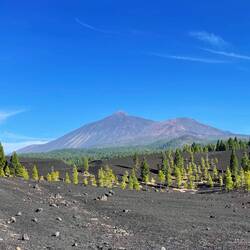 Übergang vom Lavasand zum Baumwuchs. Im HIntergrund ist der Teide zu sehen (links).