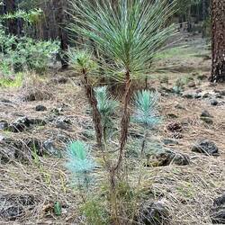 Neue Kiefernbäume wachsen nach dem Waldbrand.