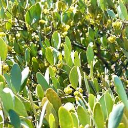 Jojoba